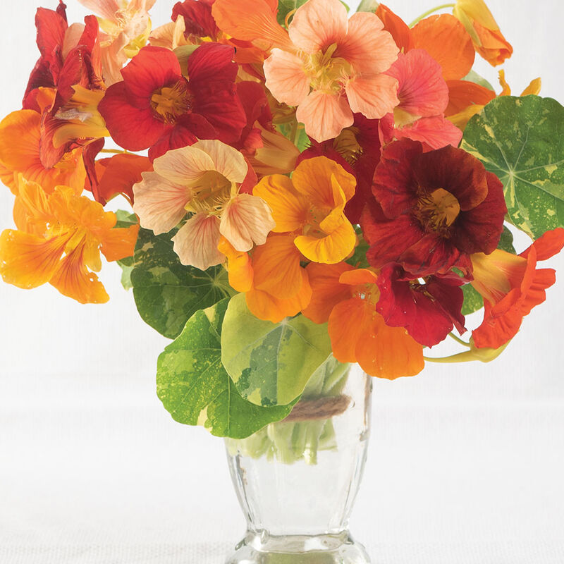 Alaska Mix Nasturtium