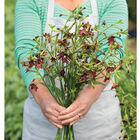 Bronze Queen Nicotiana