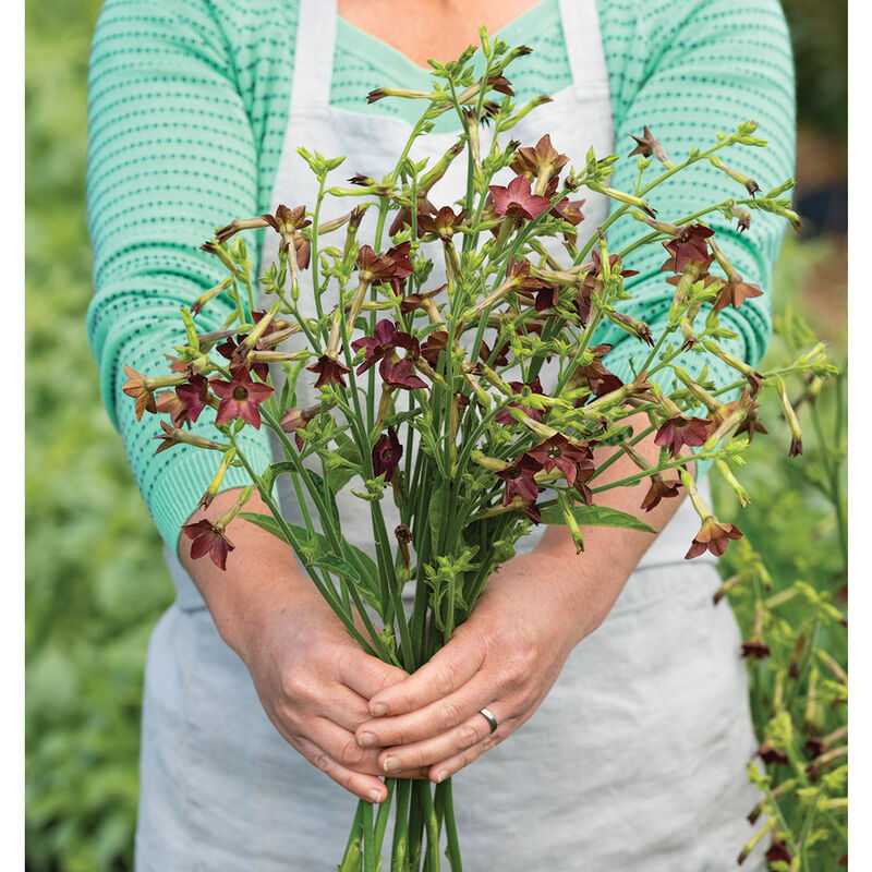 Bronze Queen Nicotiana