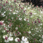 Albion Black Pod Nigella