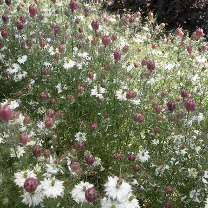 Albion Black Pod Albion Black Pod Nigella