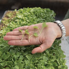 Radish, Daikon Microgreen Vegetables