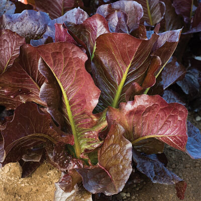 Thurinus Romaine Lettuce (Cos)