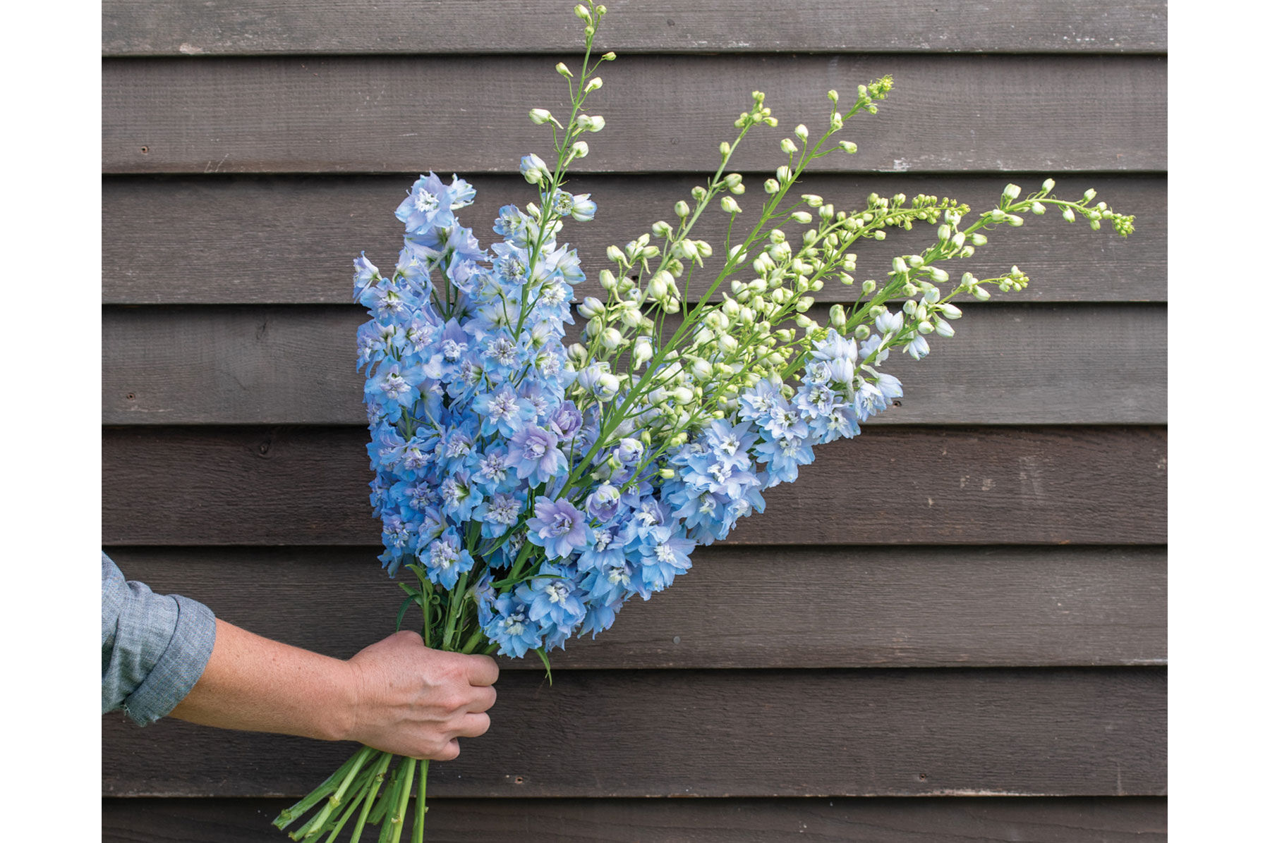 Blue delphinium deals
