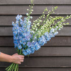 Magic Fountains Sky Blue White Bee Delphinium