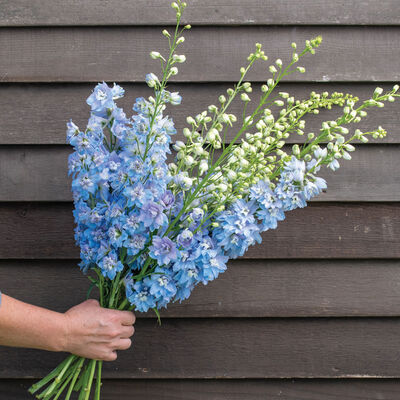 Magic Fountains Sky Blue White Bee Delphinium