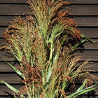 Mixed Broom Corn Dry Corn