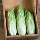 Virtus Radicchio