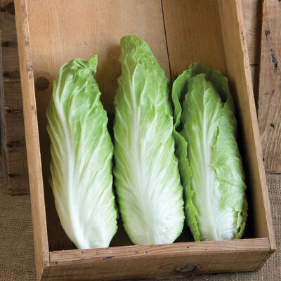 Virtus Radicchio