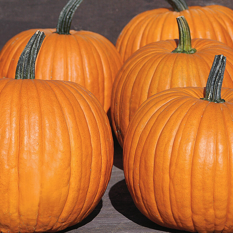 Charisma Pmr F1 Pumpkin Seed Johnny S Selected Seeds Charisma Pmr F1 Pumpkin Seed Johnny S Selected Seeds