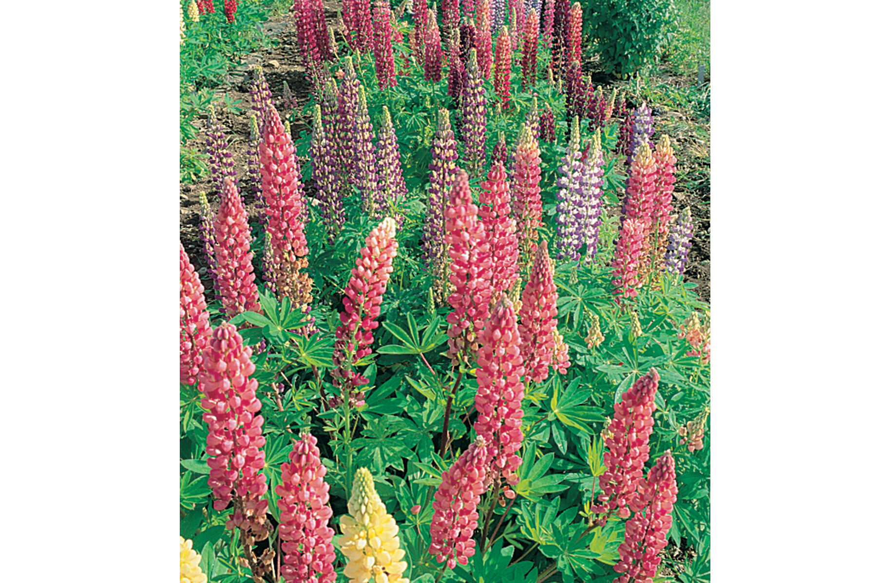Picture of Russell's Formula Mix - Lupine Seed | Johnny's Selected Seeds