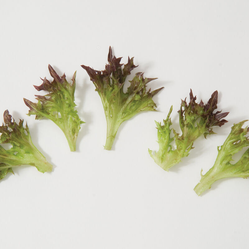 Salanova® Red Sweet Crisp Salanova® Lettuce