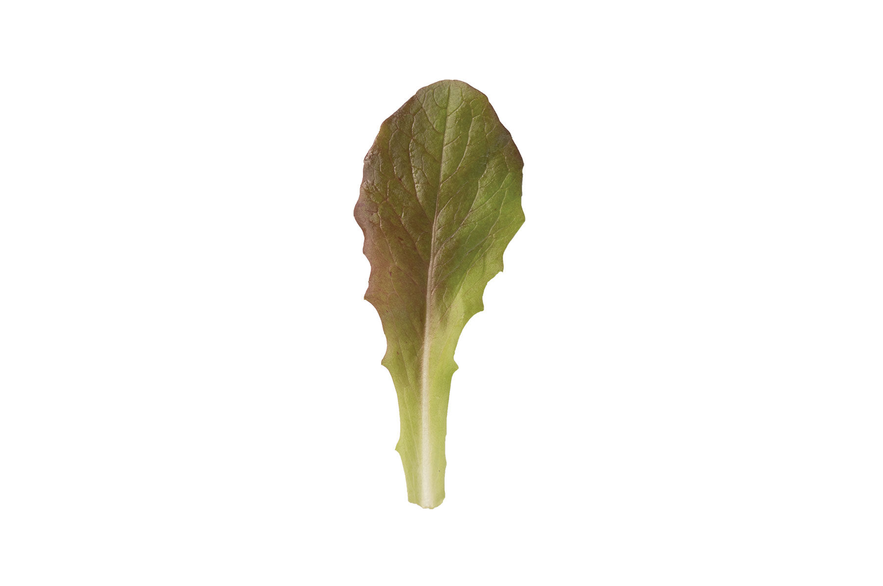 Rouge d'Hiver Romaine Lettuce (Cos)