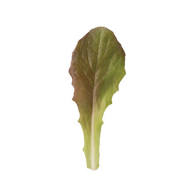 Rouge d'Hiver Rouge d'Hiver Romaine Lettuce (Cos)
