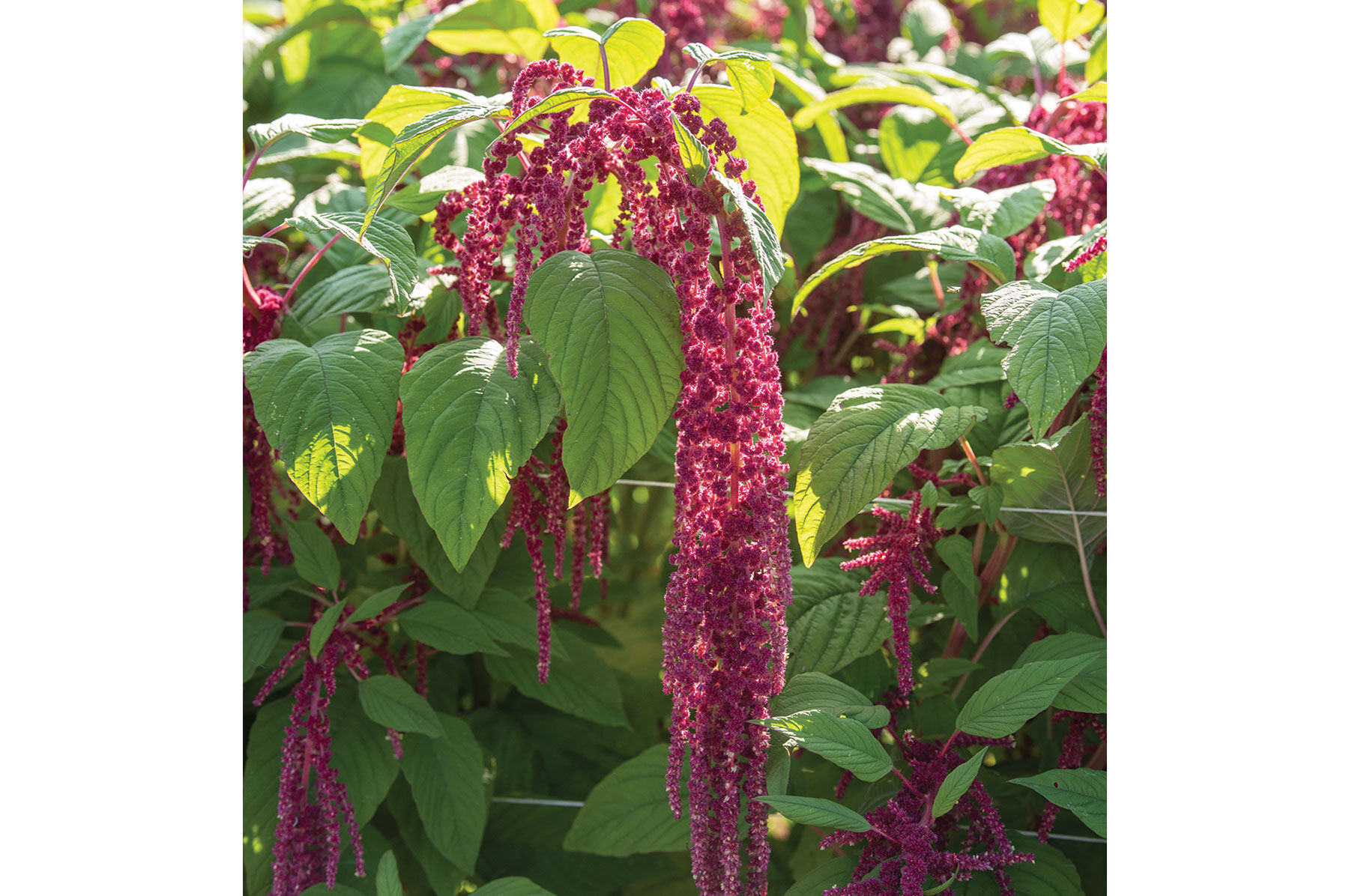 Love-Lies-Bleeding Amaranthus