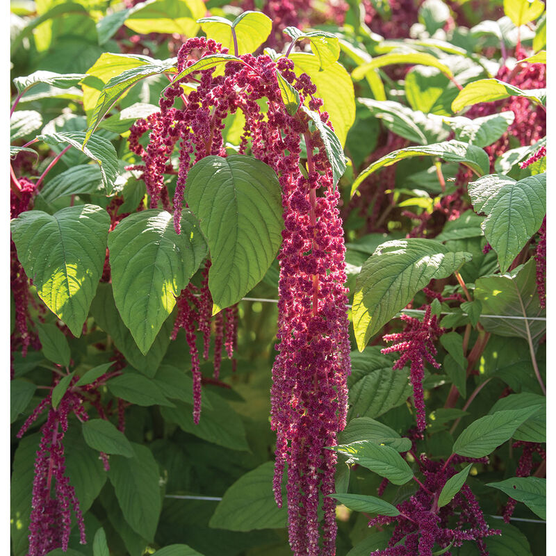 Love-Lies-Bleeding Amaranthus