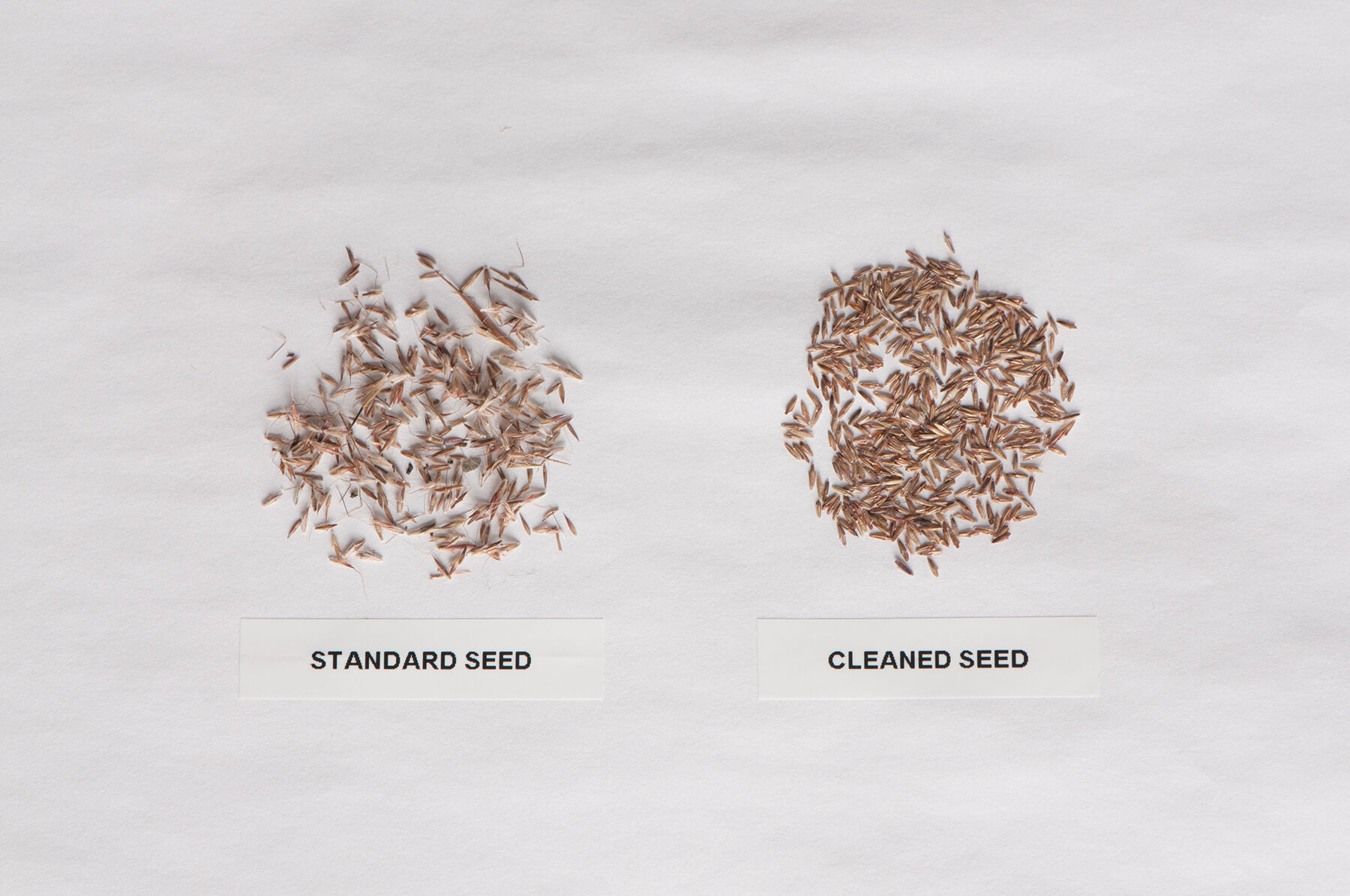 Lemongrass seeds clearance