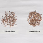 Lemon Grass, East Indian (Cleaned Seed) Lemon Grass, East Indian (Cleaned Seed) Lemon Grass