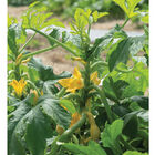 Goldfinch Summer Squash