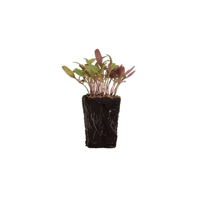 Amaranth, Bicolor Microgreen Vegetables