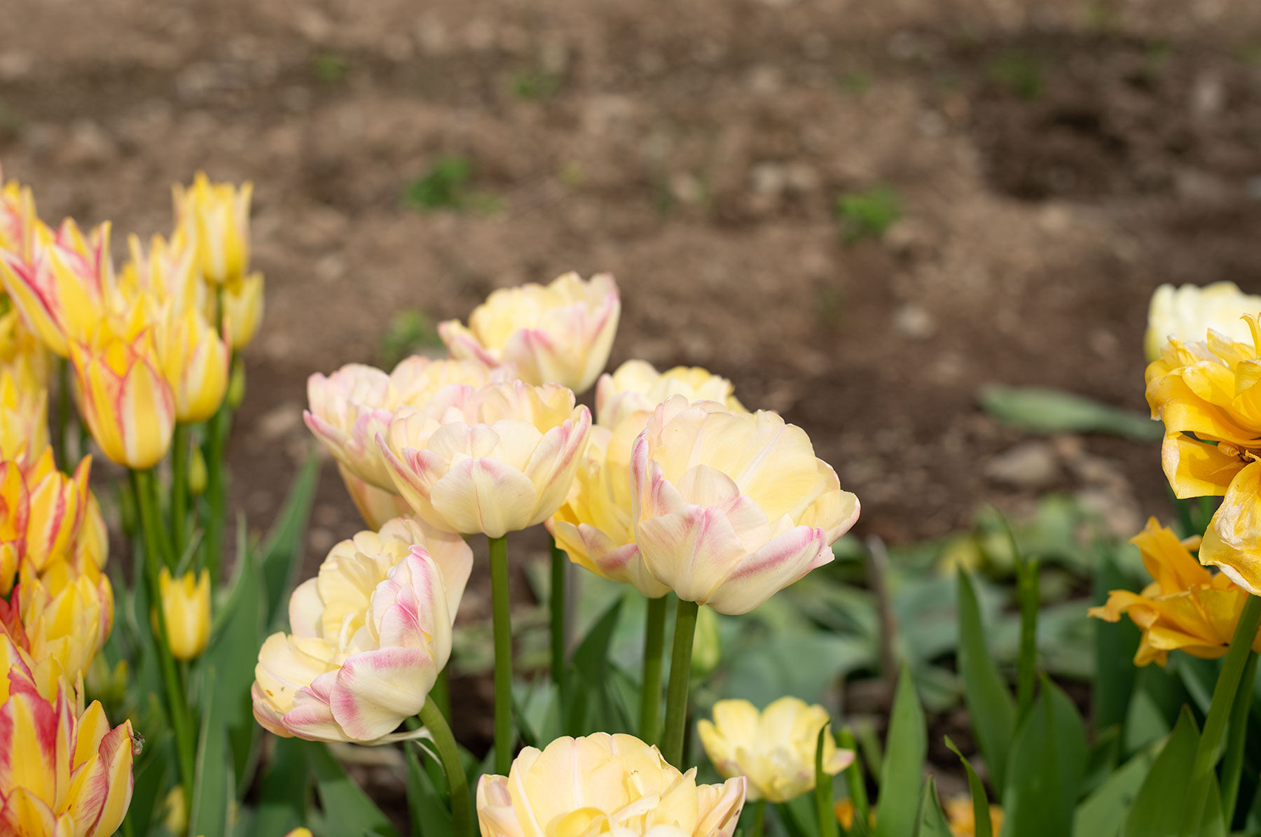 Crème Upstar Tulips