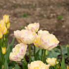 Crème Upstar Tulips