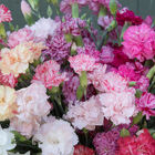 Chabaud Picotee Double Mix Dianthus (Sweet William)