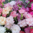 Chabaud Picotee Double Mix Dianthus (Sweet William)