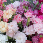 Chabaud Picotee Double Mix Chabaud Picotee Double Mix Dianthus (Sweet William)