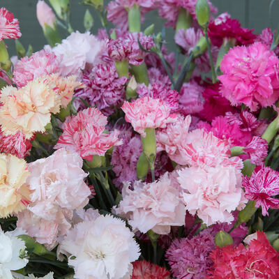 Chabaud Picotee Double Mix Dianthus (Sweet William)