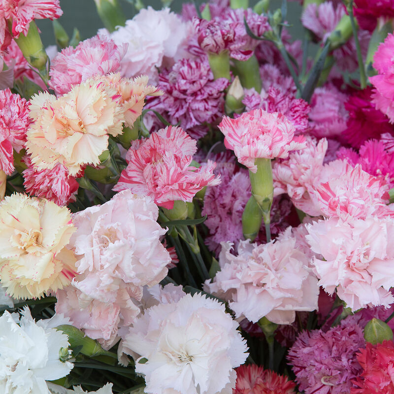 Chabaud Picotee Double Mix Chabaud Picotee Double Mix Dianthus (Sweet William)