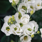 Solo&reg; White Lisianthus