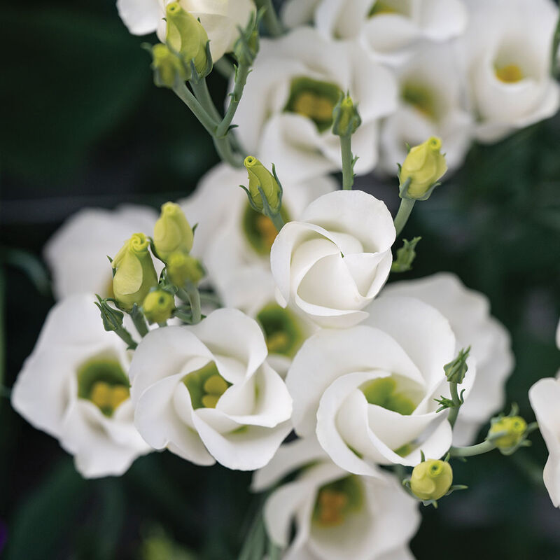 Solo&reg; White Lisianthus