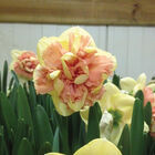 Bellabombe Narcissus