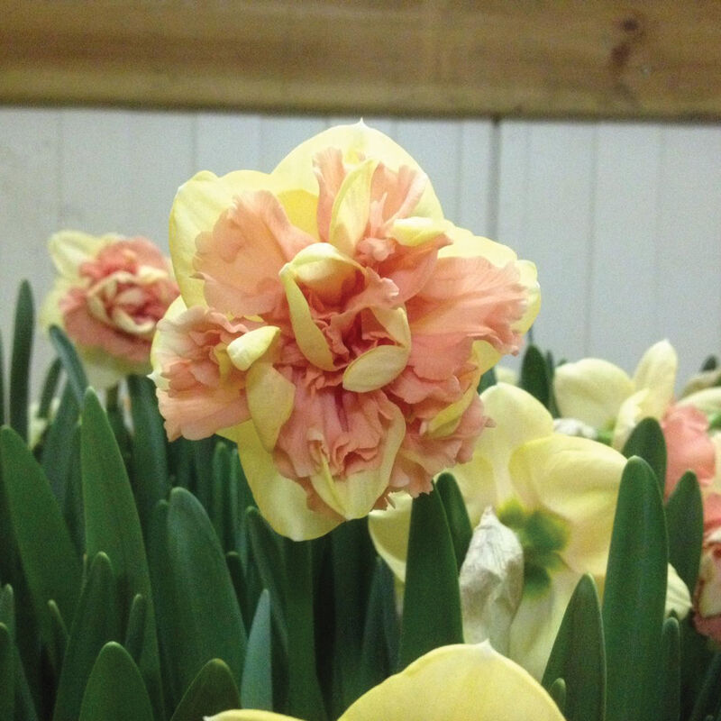 Bellabombe Narcissus