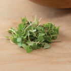 Basil, Cinnamon Microgreen Herbs