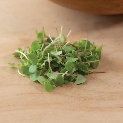 Basil, Cinnamon Microgreen Herbs