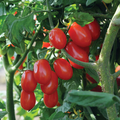 Red Pearl Grape Tomatoes
