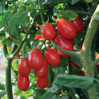 Red Pearl Grape Tomatoes