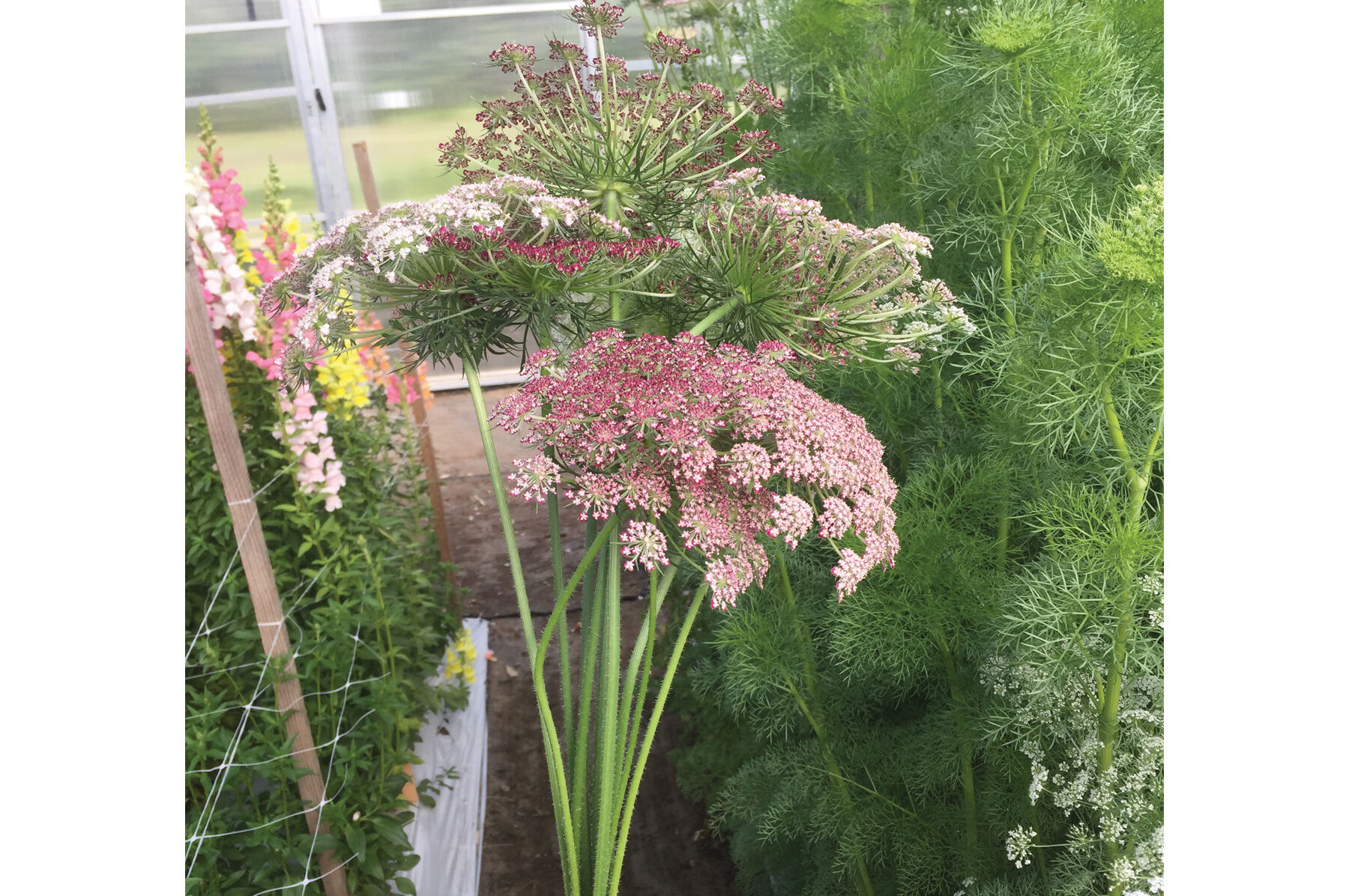 Purple Kisses - Daucus Seed | Johnny's Selected Seeds