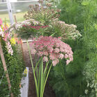 Purple Kisses Daucus (Queen Anne's Lace)