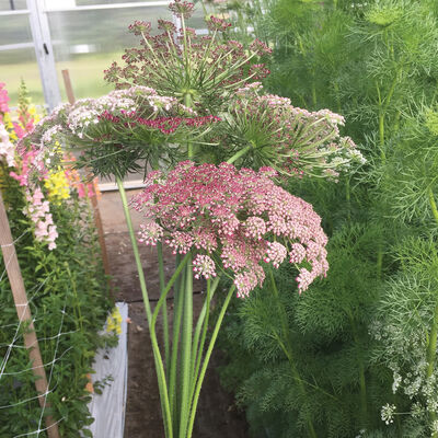 Purple Kisses Daucus (Queen Anne's Lace)
