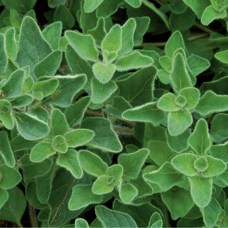 Greek Oregano Oregano