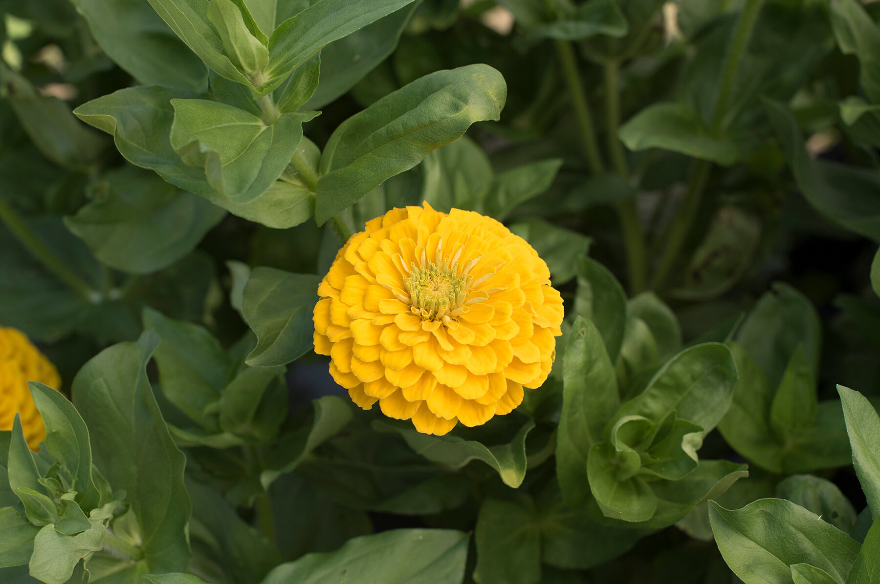 Giant Dahlia Flowered Golden Yellow Zinnia Johnny's Selected Seeds