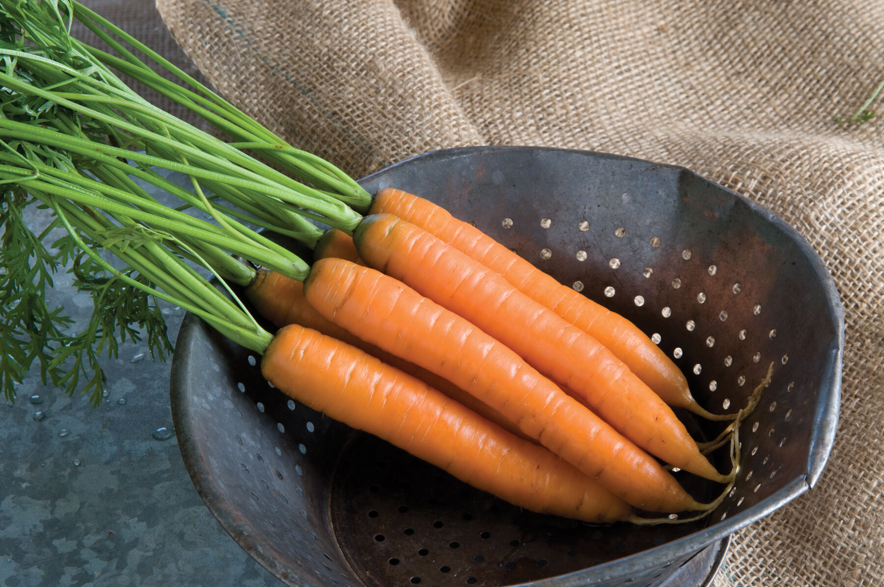 Yaya - Organic (F1) Carrot Seed | Johnny's Selected Seeds