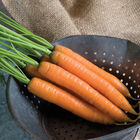 Yaya Early Carrots