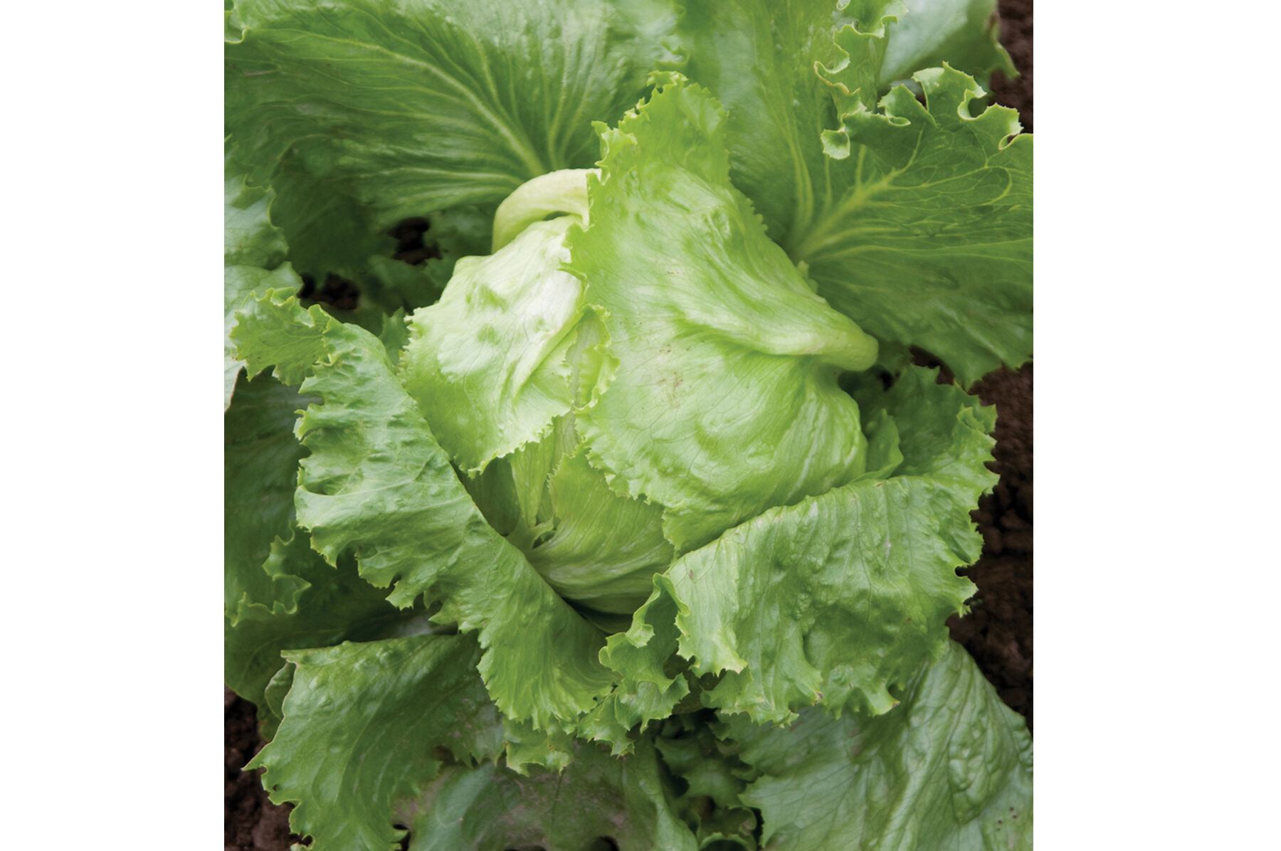 Crispino Iceberg Lettuce