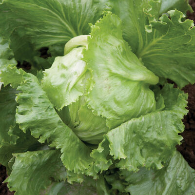 Crispino Iceberg Lettuce