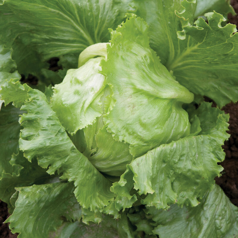 Crispino Crispino Iceberg Lettuce