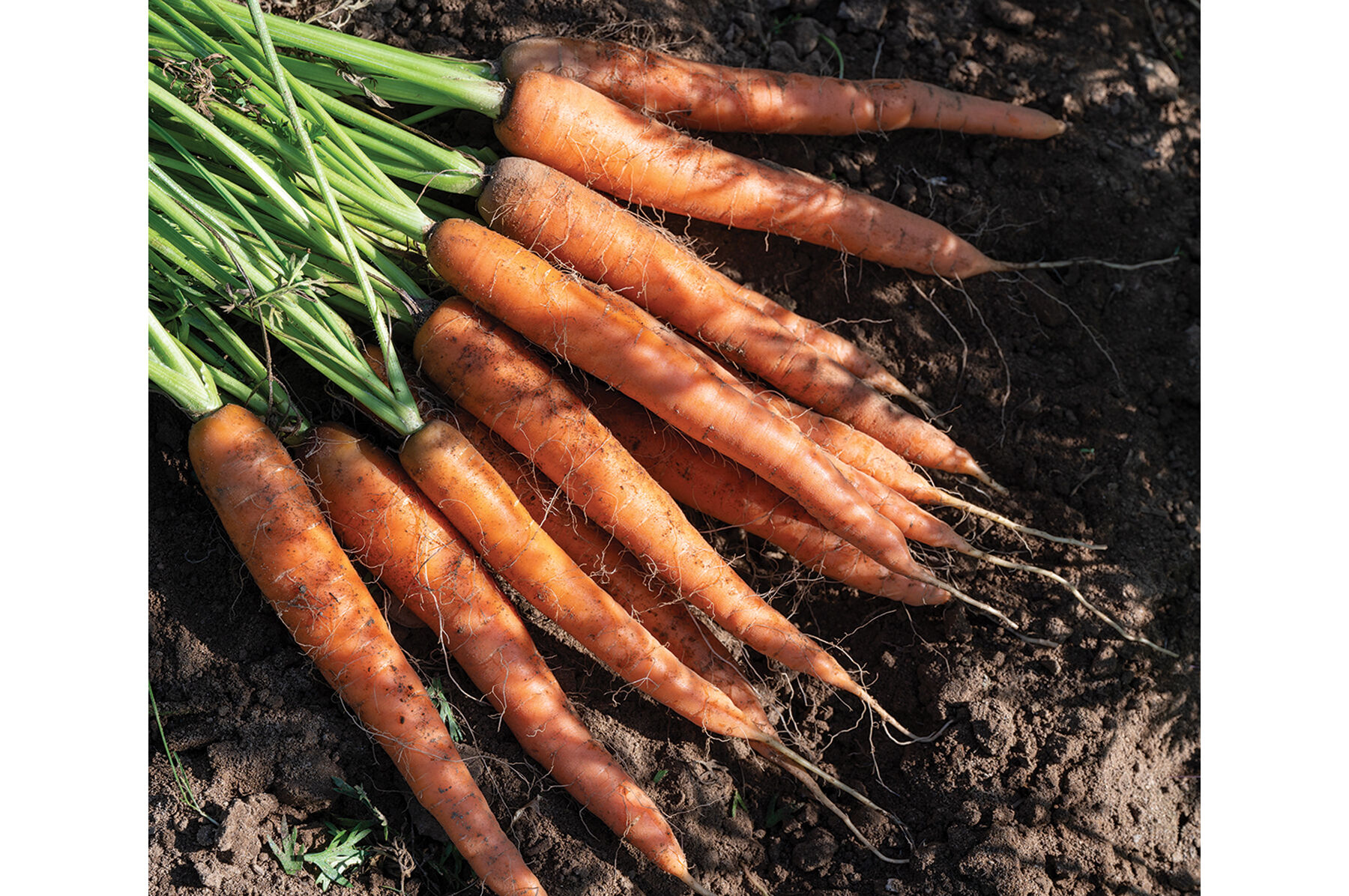 Caravel - Organic (F1) Carrot Seed | Johnny's Selected Seeds